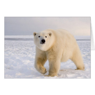 Eisbär, Ursus maritimus, auf Eis und Schnee, 2