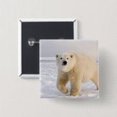 Eisbär, Ursus maritimus, auf Eis und Schnee, 2 Button (Vorne & Hinten)