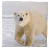 Eisbär, Ursus maritimus, auf Eis und Schnee, 2 Fliese (Vorderseite)