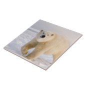 Eisbär, Ursus maritimus, auf Eis und Schnee, 2 Fliese (Seite)