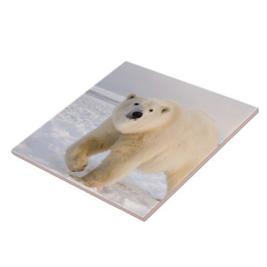 Eisbär, Ursus maritimus, auf Eis und Schnee, 2 Fliese (Seite)