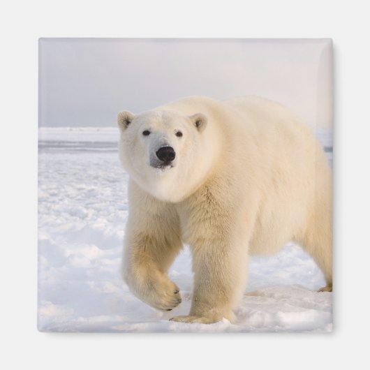 Eisbär, Ursus maritimus, auf Eis und Schnee, 2 Magnet (Vorne)