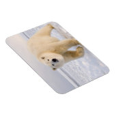 Eisbär, Ursus maritimus, auf Eis und Schnee, 2 Magnet (Rechte Seite)