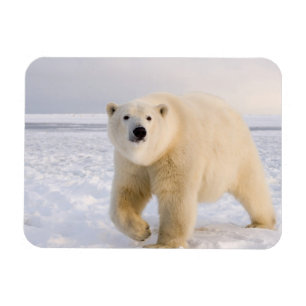 Eisbär, Ursus maritimus, auf Eis und Schnee, 2 Magnet