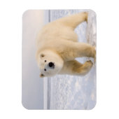 Eisbär, Ursus maritimus, auf Eis und Schnee, 2 Magnet (Vertikal)