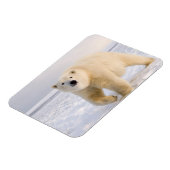Eisbär, Ursus maritimus, auf Eis und Schnee, 2 Magnet (Linke Seite)