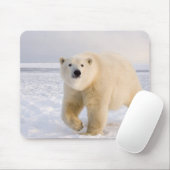 Eisbär, Ursus maritimus, auf Eis und Schnee, 2 Mousepad (Mit Mouse)