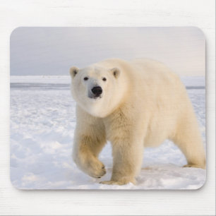 Eisbär, Ursus maritimus, auf Eis und Schnee, 2 Mousepad