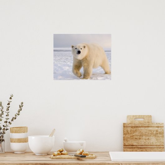 Eisbär, Ursus maritimus, auf Eis und Schnee, 2 Poster (Küche)