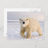 Eisbär, Ursus maritimus, auf Eis und Schnee, 2 Postkarte (Vorne/Hinten)