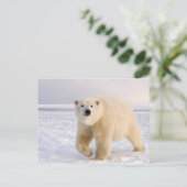 Eisbär, Ursus maritimus, auf Eis und Schnee, 2 Postkarte (Stehend Vorderseite)