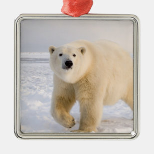 Eisbär, Ursus maritimus, auf Eis und Schnee, 2 Silbernes Ornament