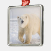 Eisbär, Ursus maritimus, auf Eis und Schnee, 2 Silbernes Ornament (Links)