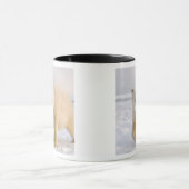 Eisbär, Ursus maritimus, auf Eis und Schnee, 2 Tasse (Zentrum)