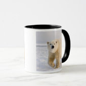 Eisbär, Ursus maritimus, auf Eis und Schnee, 2 Tasse (VorderseiteRechts)