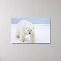 Eisbär, Ursus maritimus, auf Eis und Schnee,