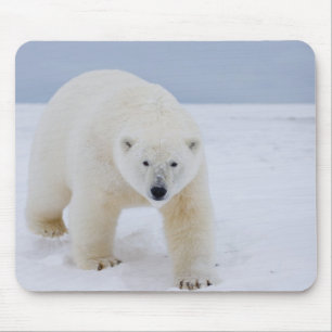 Eisbär, Ursus maritimus, auf Eis und Schnee, Mousepad