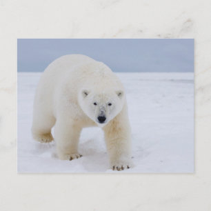 Eisbär, Ursus maritimus, auf Eis und Schnee, Postkarte