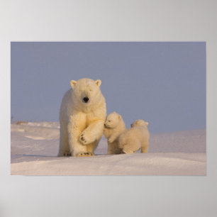 Eisbär, Ursus maritimus, Bache mit Neugeborenen Poster