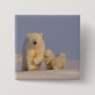 Eisbär, Ursus maritimus, Bärin mit Neugeborenen Button
