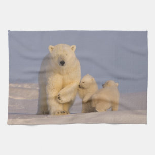 Eisbär, Ursus maritimus, Bärin mit Neugeborenen Handtuch