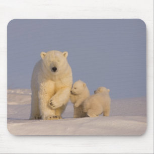 Eisbär, Ursus maritimus, Bärin mit Neugeborenen Mousepad