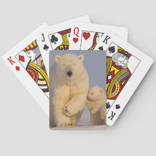 Eisbär, Ursus maritimus, Bärin mit Neugeborenen Spielkarten
