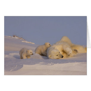 Eisbär, Ursus maritimus, Bärin spielt
