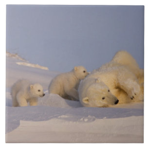 Eisbär, Ursus maritimus, Bärin spielt Fliese