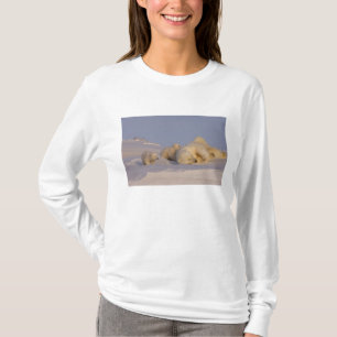 Eisbär, Ursus maritimus, Bärin spielt T-Shirt