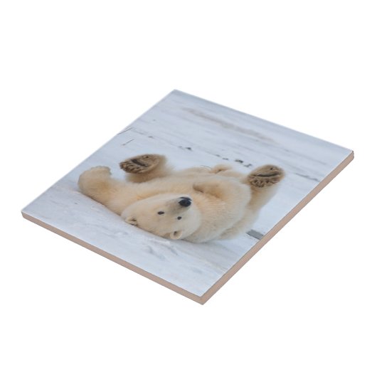 Eisbär, Ursus maritimus, cub rollend 3 Fliese (Seite)