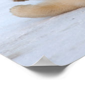 Eisbär, Ursus maritimus, cub rollend 3 Poster (Ecke)