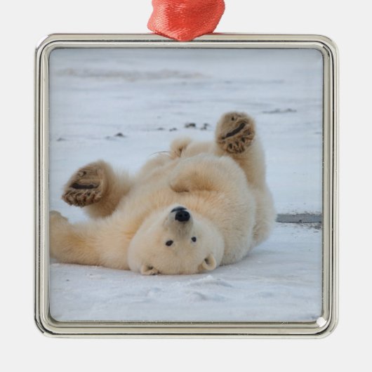 Eisbär, Ursus maritimus, cub rollend 3 Silbernes Ornament (Vorne)