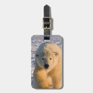 Eisbär, Ursus maritimus, Eisbär auf Eis Gepäckanhänger