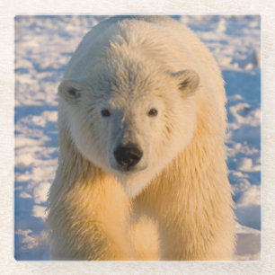 Eisbär, Ursus maritimus, Eisbär auf Eis Glasuntersetzer