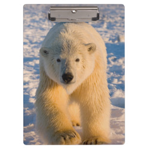 Eisbär, Ursus maritimus, Eisbär auf Eis Klemmbrett