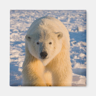 Eisbär, Ursus maritimus, Eisbär auf Eis Magnet