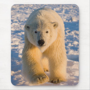 Eisbär, Ursus maritimus, Eisbär auf Eis Mousepad