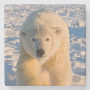 Eisbär, Ursus maritimus, Eisbär auf Eis Steinuntersetzer