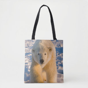 Eisbär, Ursus maritimus, Eisbär auf Eis Tasche