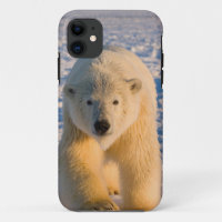 Eisbär, Ursus maritimus, Eisbär