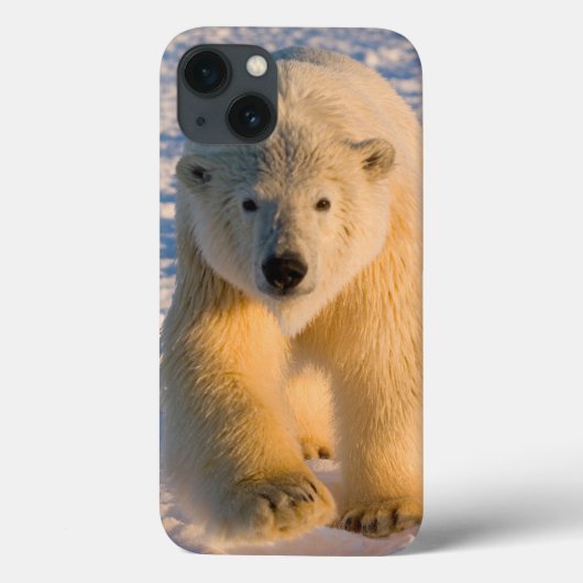 Eisbär, Ursus maritimus, Eisbär Case-Mate iPhone Hülle (Rückseite)