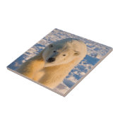 Eisbär, Ursus maritimus, Eisbär Fliese (Seite)