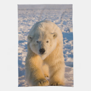 Eisbär, Ursus maritimus, Eisbär Küchentuch