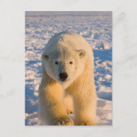 Eisbär, Ursus maritimus, Eisbär