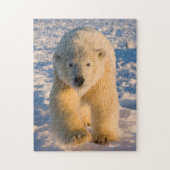 Eisbär, Ursus maritimus, Eisbär Puzzle (Vertikal)
