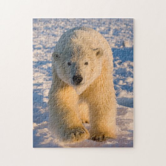 Eisbär, Ursus maritimus, Eisbär Puzzle (Vertikal)