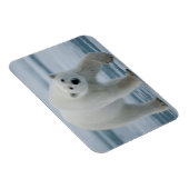 Eisbär, Ursus Maritimus, Erwachsener Magnet (Rechte Seite)