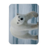 Eisbär, Ursus Maritimus, Erwachsener Magnet (Vertikal)