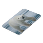 Eisbär, Ursus Maritimus, Erwachsener Magnet (Linke Seite)